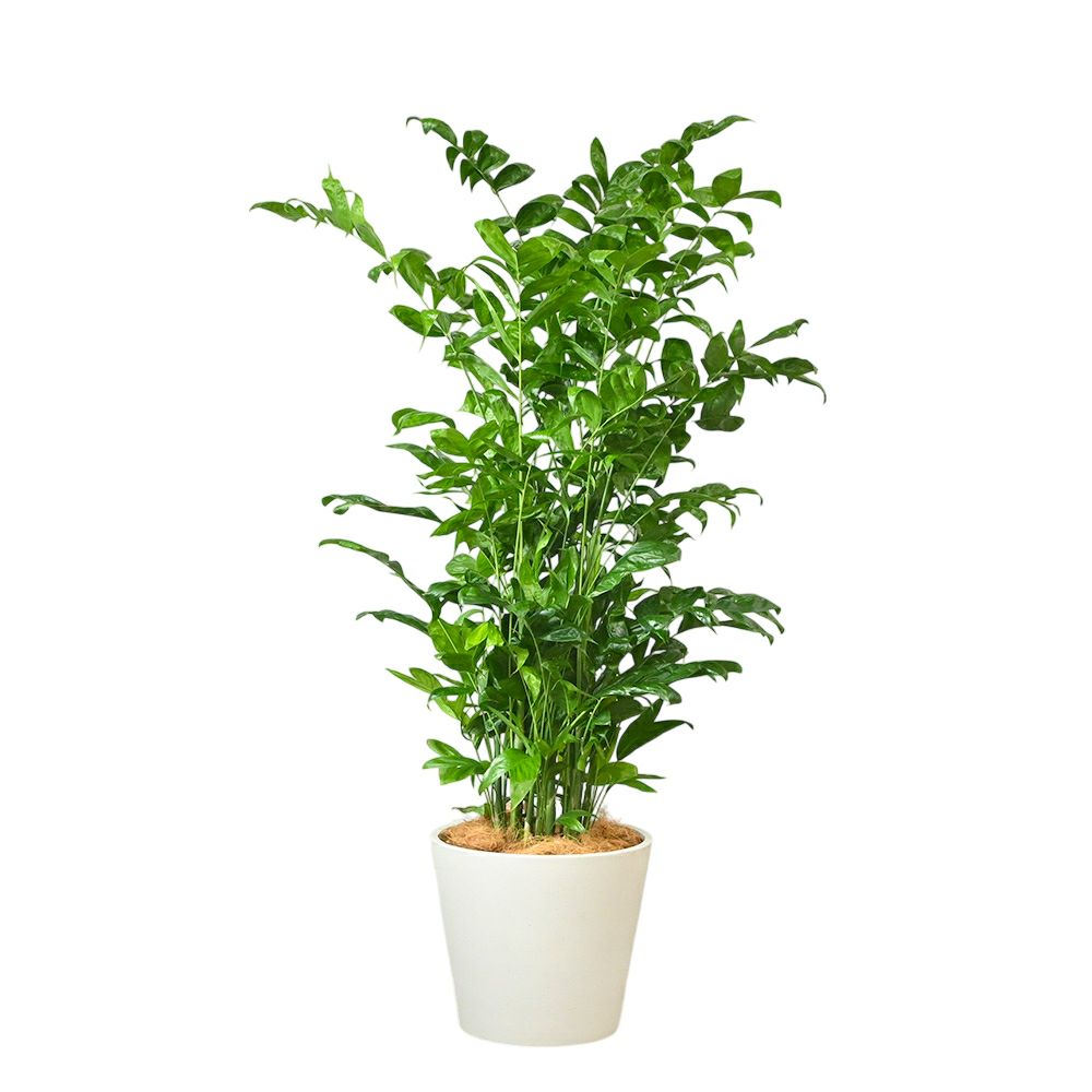 高性 チャメドレア 10号鉢 ポリストーン鉢カバー付き 陶器調 観葉植物 本物