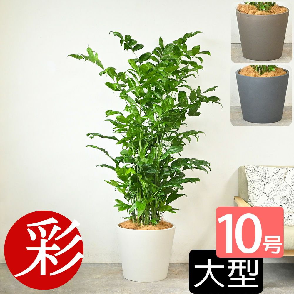 高性 チャメドレア 10号鉢 ポリストーン鉢カバー付き 陶器調 観葉植物 本物