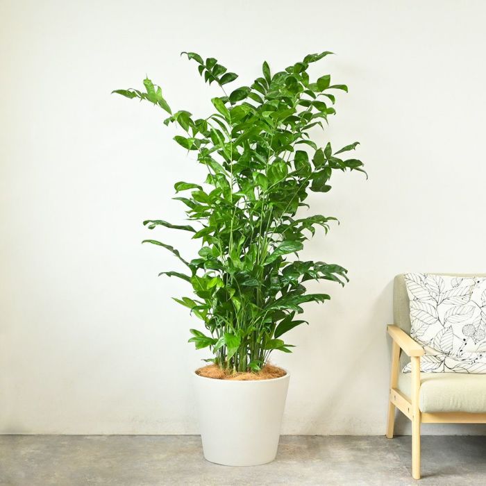 高性 チャメドレア 10号鉢 ポリストーン鉢カバー付き 陶器調 観葉植物 本物