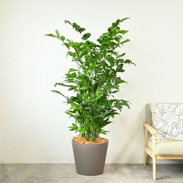 高性 チャメドレア 10号鉢 ポリストーン鉢カバー付き 陶器調 観葉植物 本物