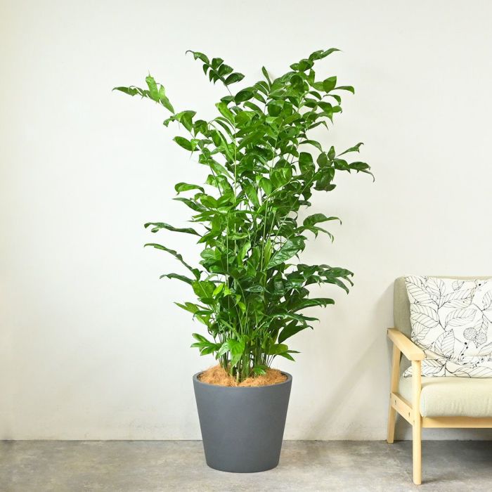 高性 チャメドレア 10号鉢 ポリストーン鉢カバー付き 陶器調 観葉植物 本物