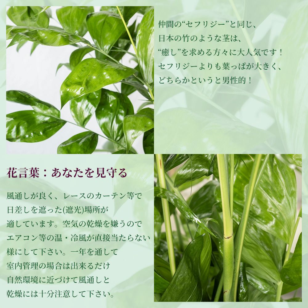 高性 チャメドレア 10号鉢 ポリストーン鉢カバー付き 陶器調 観葉植物 本物