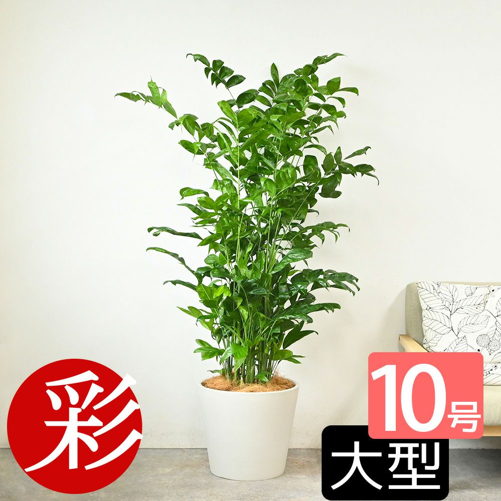 高性 チャメドレア 10号鉢 ポリストーン鉢カバー付き 陶器調 観葉植物 本物