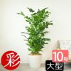 高性 チャメドレア 10号鉢 ポリストーン鉢カバー付き 陶器調 観葉植物 本物
