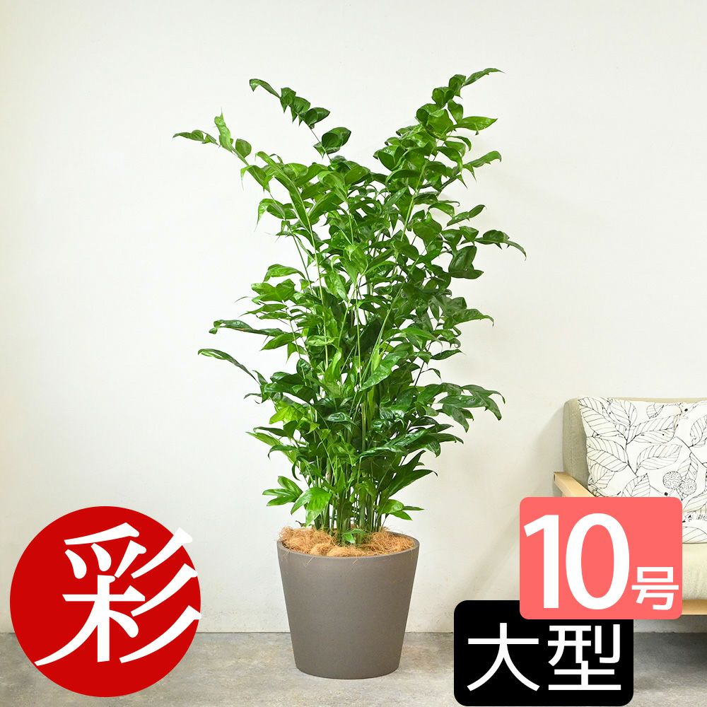 高性 チャメドレア 10号鉢 ポリストーン鉢カバー付き 陶器調 観葉植物 本物