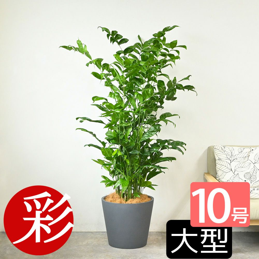 高性 チャメドレア 10号鉢 ポリストーン鉢カバー付き 陶器調 観葉植物 本物