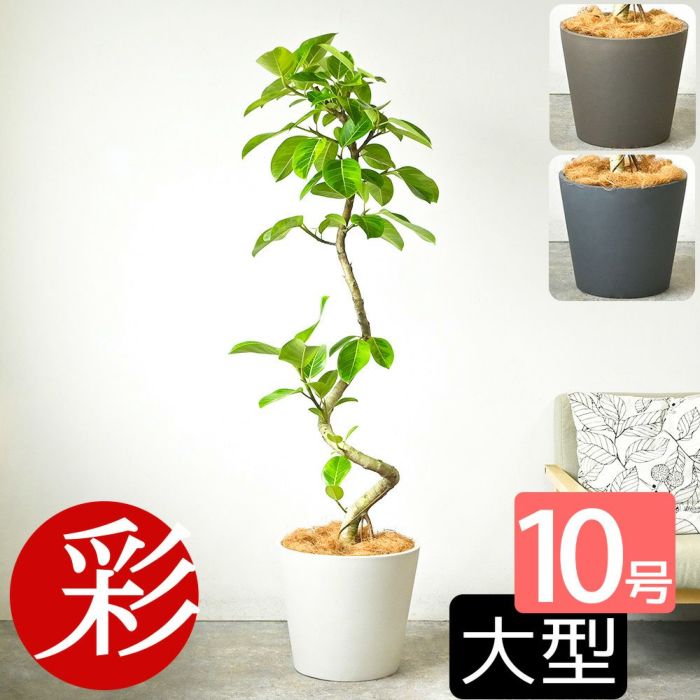 フィカス・アルテシーマ・バリエガタ 曲がり樹形 10号鉢 ポリストーン鉢カバー付き 陶器調 観葉植物 本物
