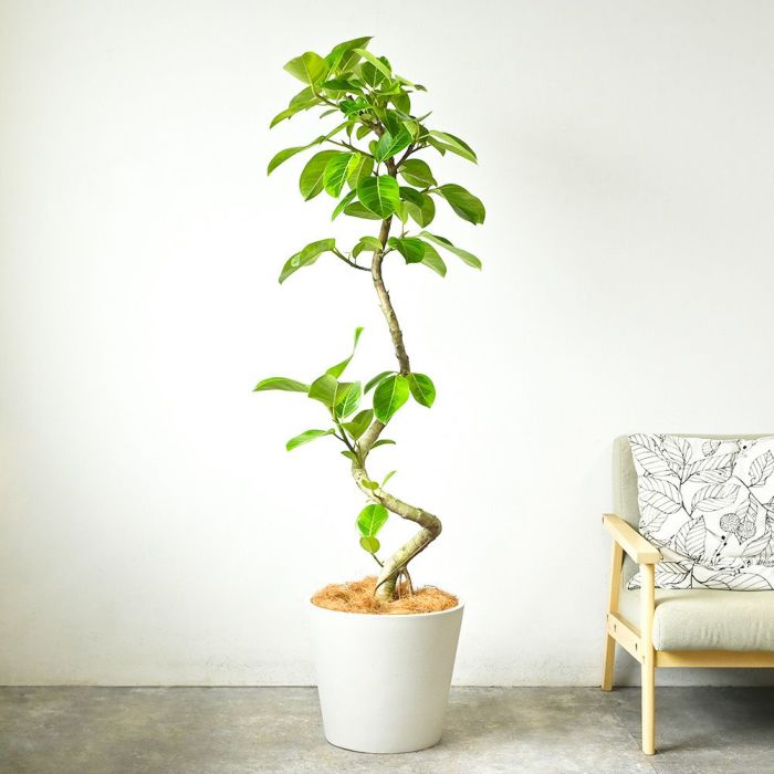 フィカス・アルテシーマ・バリエガタ 曲がり樹形 10号鉢 ポリストーン鉢カバー付き 陶器調 観葉植物 本物