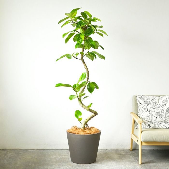 フィカス・アルテシーマ・バリエガタ 曲がり樹形 10号鉢 ポリストーン鉢カバー付き 陶器調 観葉植物 本物