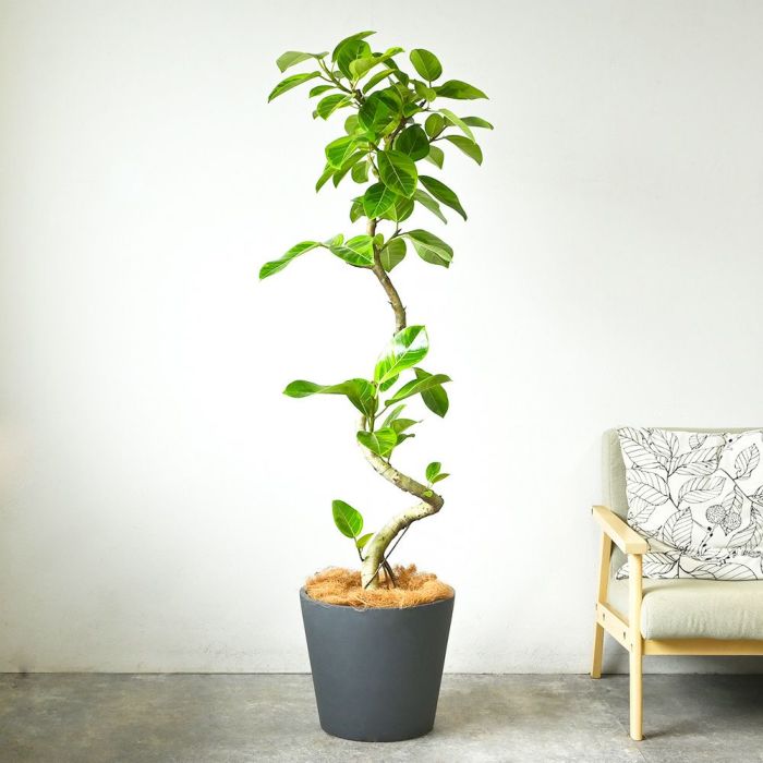 フィカス・アルテシーマ・バリエガタ 曲がり樹形 10号鉢 ポリストーン鉢カバー付き 陶器調 観葉植物 本物