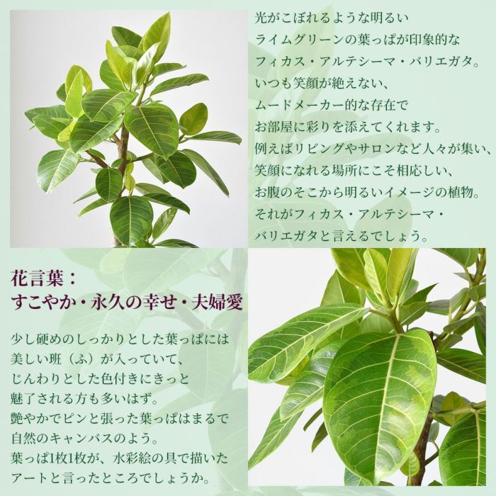 フィカス・アルテシーマ・バリエガタ 曲がり樹形 10号鉢 ポリストーン鉢カバー付き 陶器調 観葉植物 本物