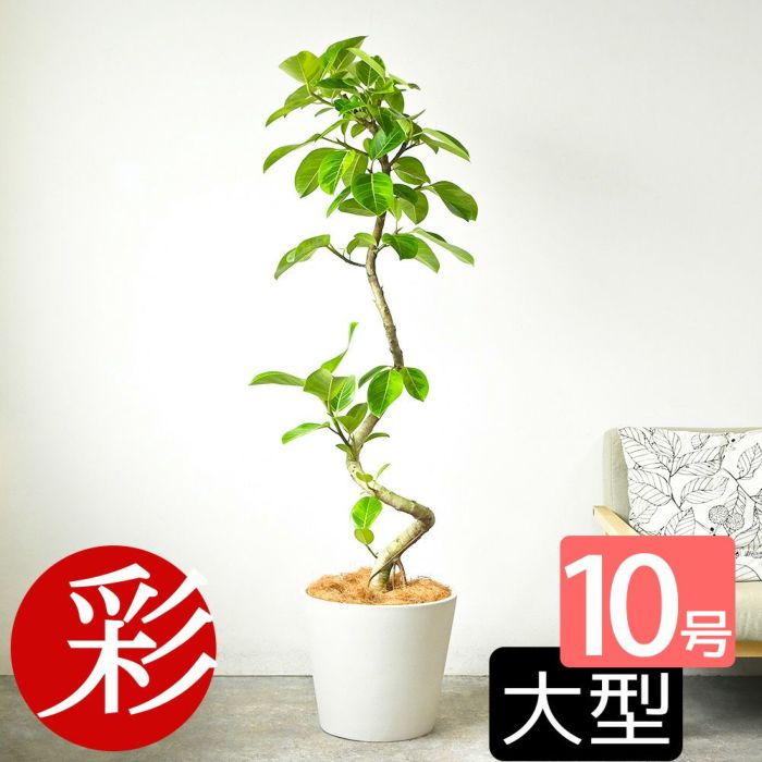 フィカス・アルテシーマ・バリエガタ 曲がり樹形 10号鉢 ポリストーン鉢カバー付き 陶器調 観葉植物 本物