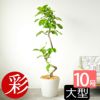 フィカス・アルテシーマ・バリエガタ 曲がり樹形 10号鉢 ポリストーン鉢カバー付き 陶器調 観葉植物 本物