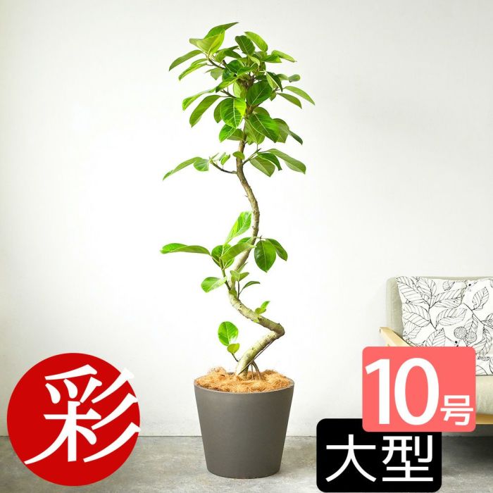 フィカス・アルテシーマ・バリエガタ 曲がり樹形 10号鉢 ポリストーン鉢カバー付き 陶器調 観葉植物 本物