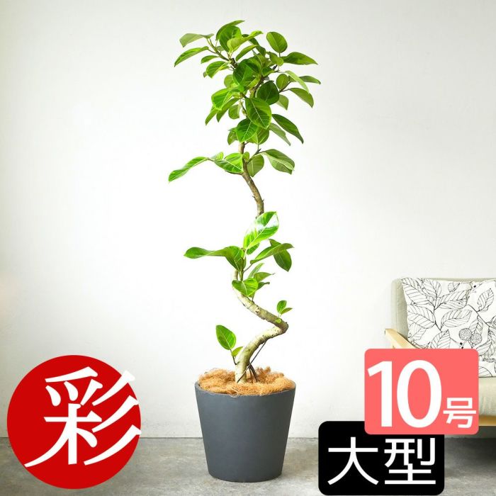 フィカス・アルテシーマ・バリエガタ 曲がり樹形 10号鉢 ポリストーン鉢カバー付き 陶器調 観葉植物 本物