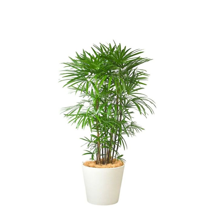 シュロチク 棕櫚竹 10号鉢 ポリストーン鉢カバー付き 陶器調 観葉植物 本物