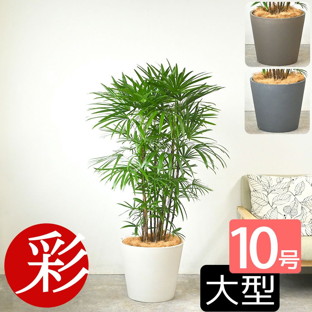 シュロチク 棕櫚竹 10号鉢 ポリストーン鉢カバー付き 陶器調 観葉植物 本物
