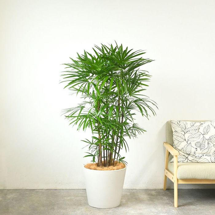 シュロチク 棕櫚竹 10号鉢 ポリストーン鉢カバー付き 陶器調 観葉植物 本物