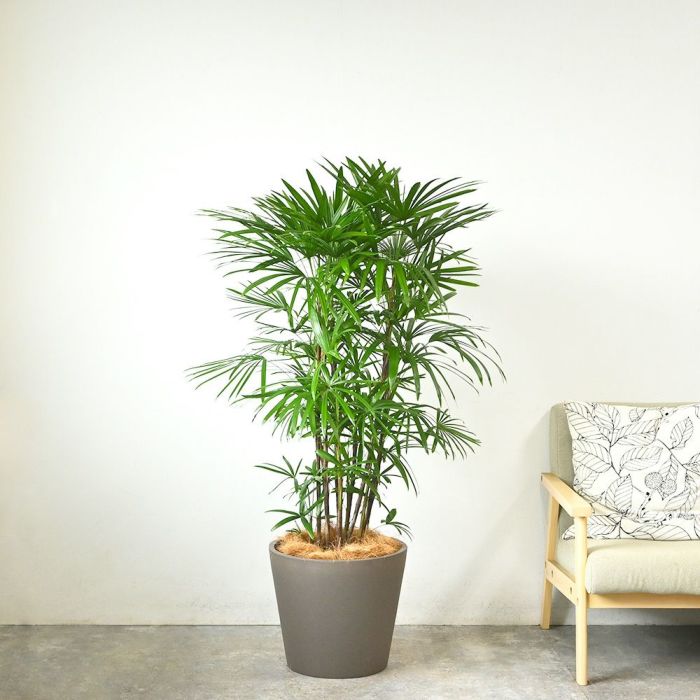 シュロチク 棕櫚竹 10号鉢 ポリストーン鉢カバー付き 陶器調 観葉植物 本物