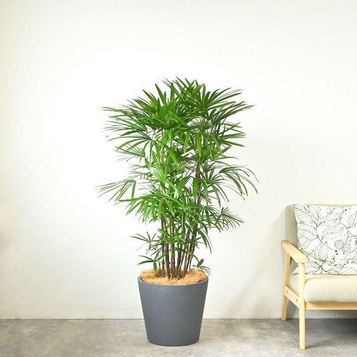 シュロチク 棕櫚竹 10号鉢 ポリストーン鉢カバー付き 陶器調 観葉植物 本物