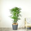 シュロチク 棕櫚竹 10号鉢 ポリストーン鉢カバー付き 陶器調 観葉植物 本物