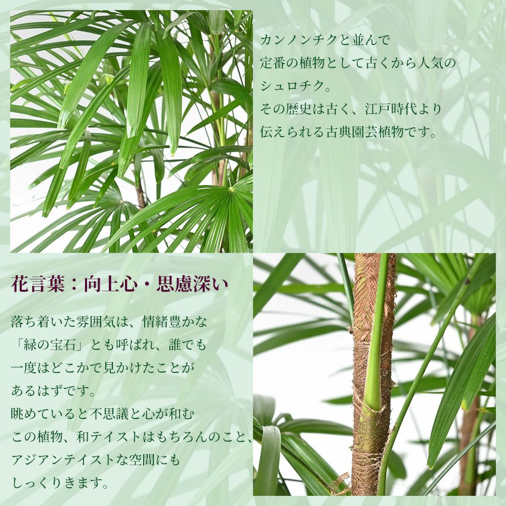 シュロチク 棕櫚竹 10号鉢 ポリストーン鉢カバー付き 陶器調 観葉植物 本物