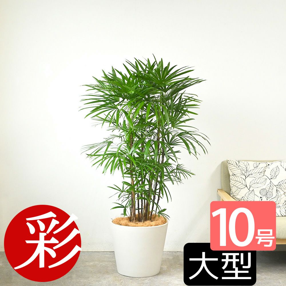 シュロチク 棕櫚竹 10号鉢 ポリストーン鉢カバー付き 陶器調 観葉植物 本物