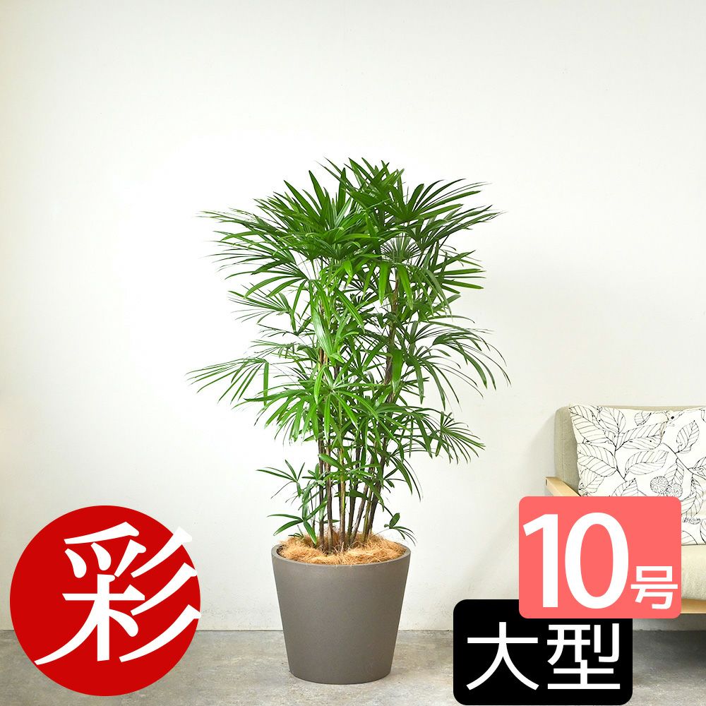 シュロチク 棕櫚竹 10号鉢 ポリストーン鉢カバー付き 陶器調 観葉植物 本物