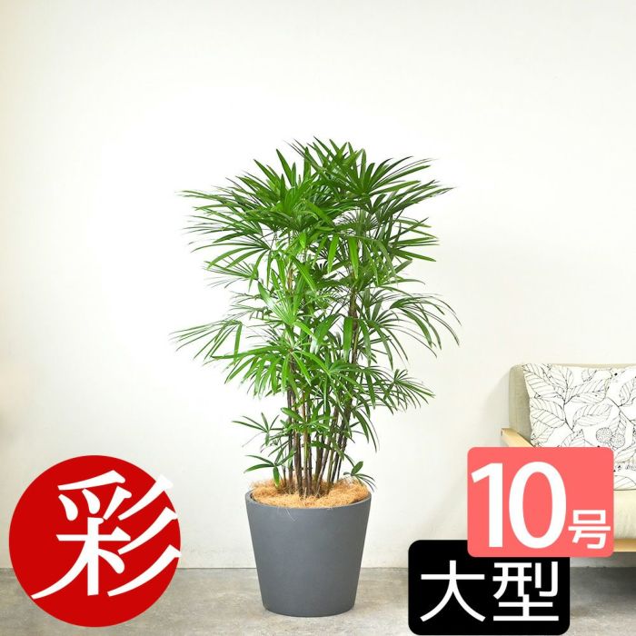 シュロチク 棕櫚竹 10号鉢 ポリストーン鉢カバー付き 陶器調 観葉植物 本物