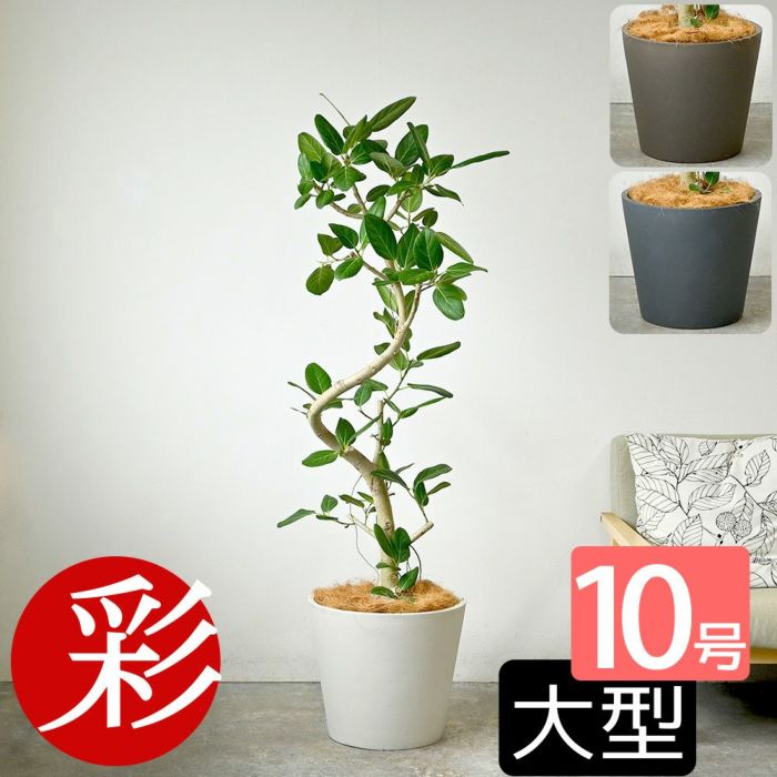 フィカス ベンガレンシス ベンガルボダイジュ 曲がり樹形 10号鉢 ポリストーン鉢カバー付き 陶器調 観葉植物 本物