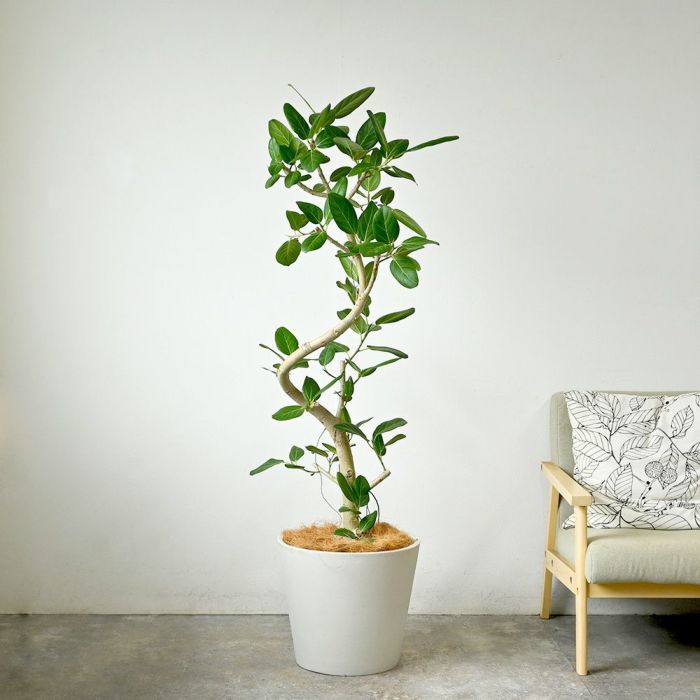  フィカス ベンガレンシス ベンガルボダイジュ 曲がり樹形 10号鉢 ポリストーン鉢カバー付き 陶器調 観葉植物 本物