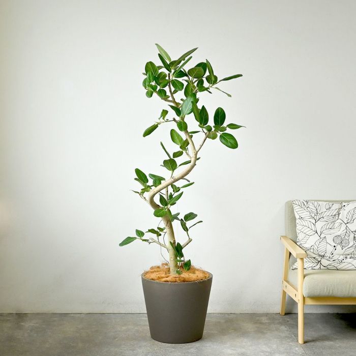  フィカス ベンガレンシス ベンガルボダイジュ 曲がり樹形 10号鉢 ポリストーン鉢カバー付き 陶器調 観葉植物 本物