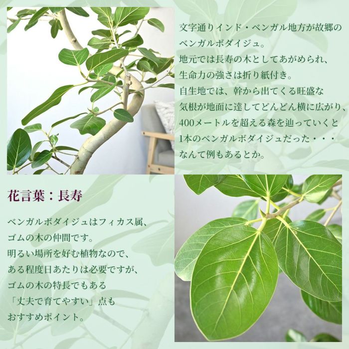  フィカス ベンガレンシス ベンガルボダイジュ 曲がり樹形 10号鉢 ポリストーン鉢カバー付き 陶器調 観葉植物 本物