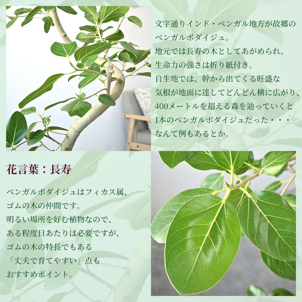  フィカス ベンガレンシス ベンガルボダイジュ 曲がり樹形 10号鉢 ポリストーン鉢カバー付き 陶器調 観葉植物 本物