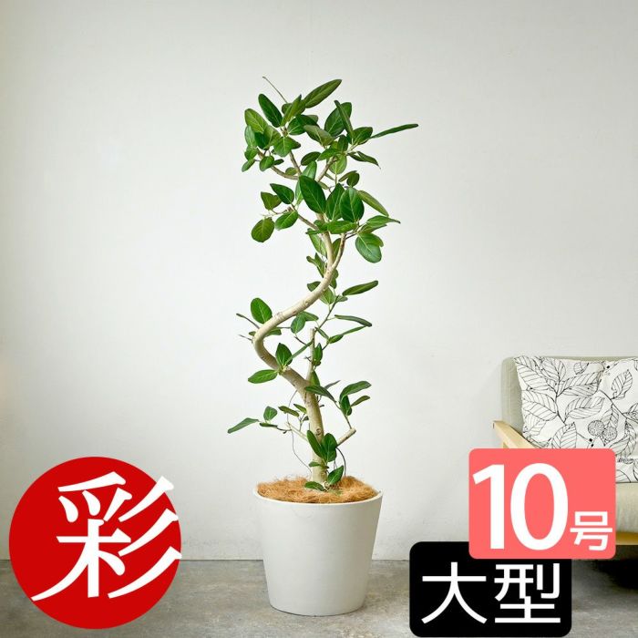  フィカス ベンガレンシス ベンガルボダイジュ 曲がり樹形 10号鉢 ポリストーン鉢カバー付き 陶器調 観葉植物 本物