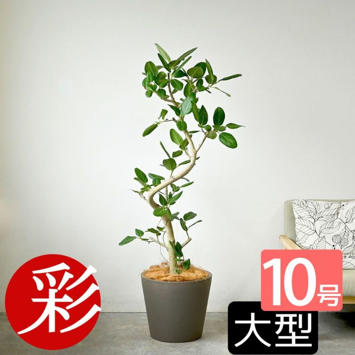  フィカス ベンガレンシス ベンガルボダイジュ 曲がり樹形 10号鉢 ポリストーン鉢カバー付き 陶器調 観葉植物 本物