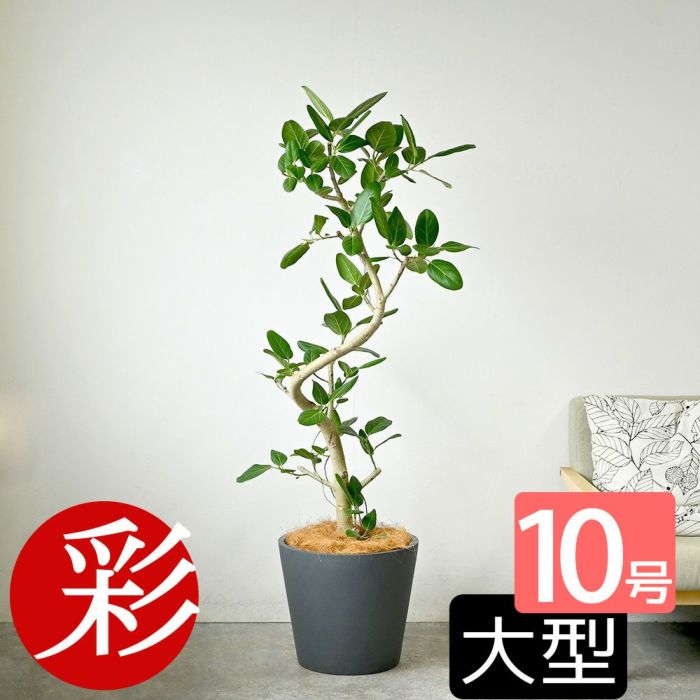  フィカス ベンガレンシス ベンガルボダイジュ 曲がり樹形 10号鉢 ポリストーン鉢カバー付き 陶器調 観葉植物 本物