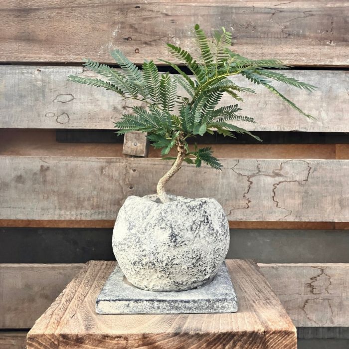 観葉植物現品販売