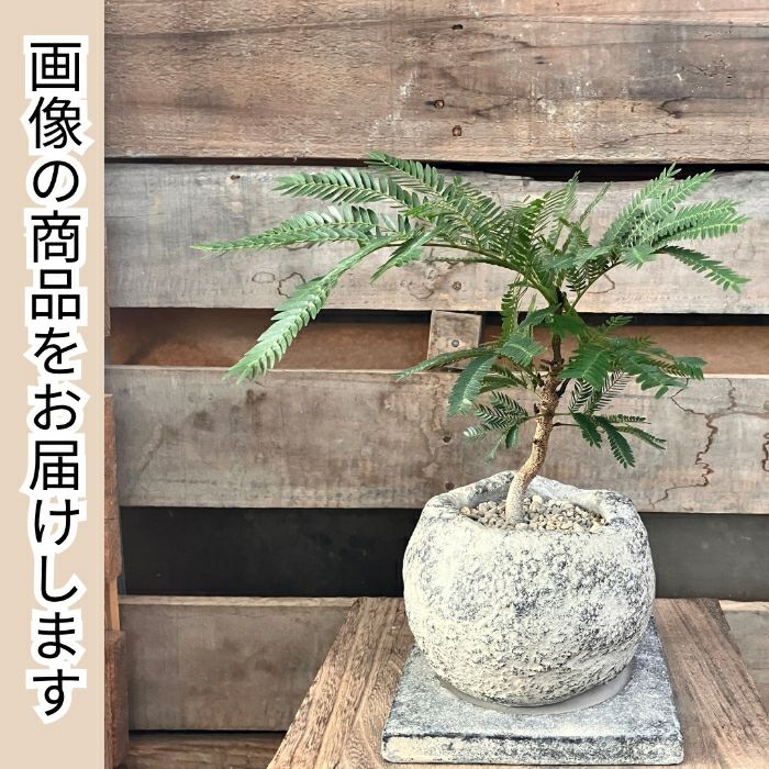 観葉植物現品販売