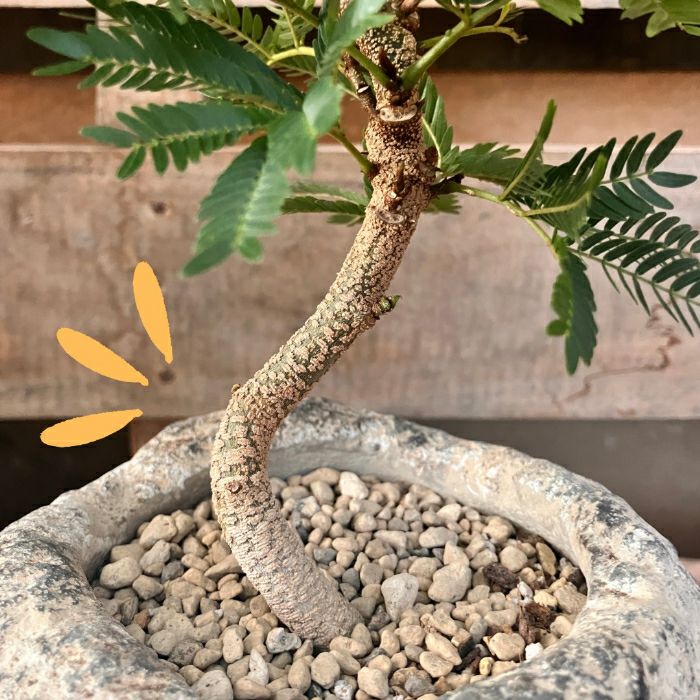 観葉植物現品販売