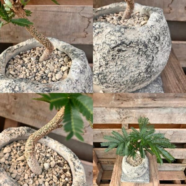 観葉植物 本物 【現品】 ☆くねった樹形☆ 唯一無二 テーブル