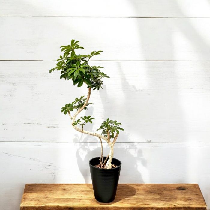 観葉植物現品販売