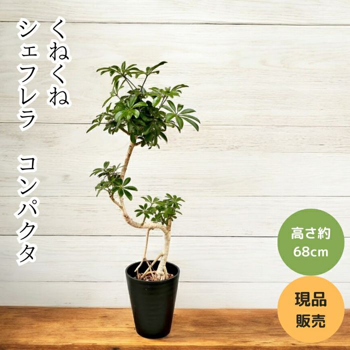 観葉植物現品販売