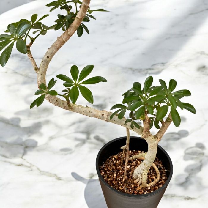 観葉植物現品販売