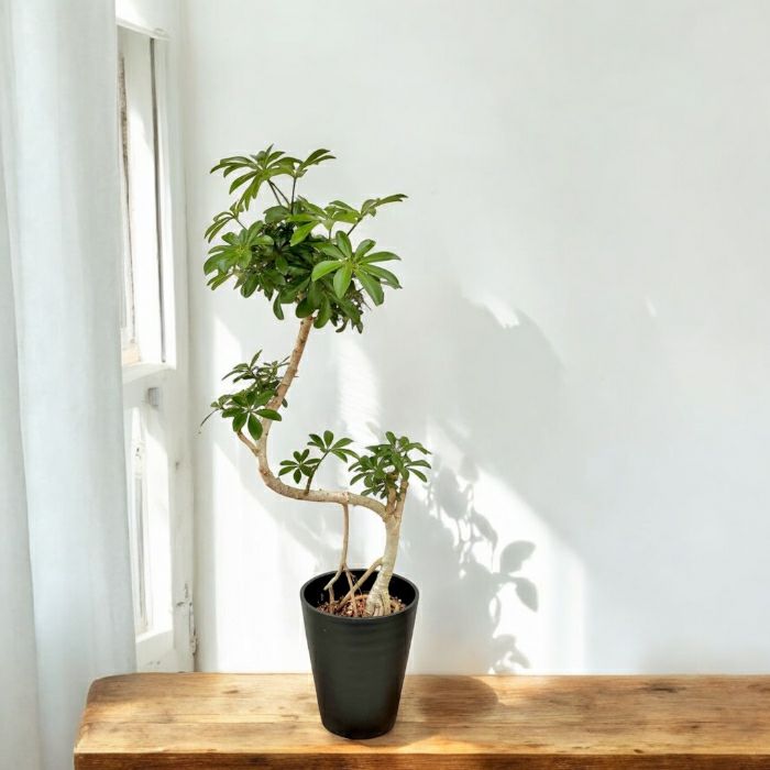 観葉植物現品販売