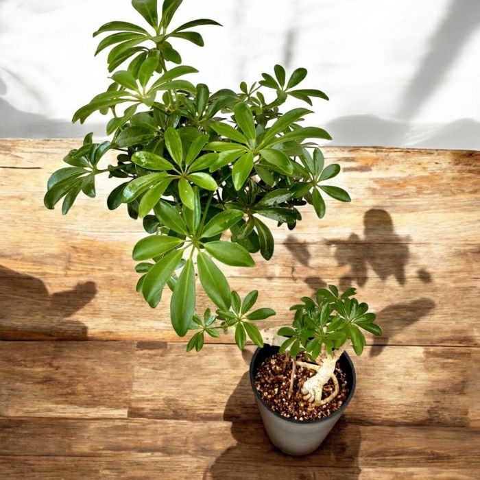 観葉植物現品販売