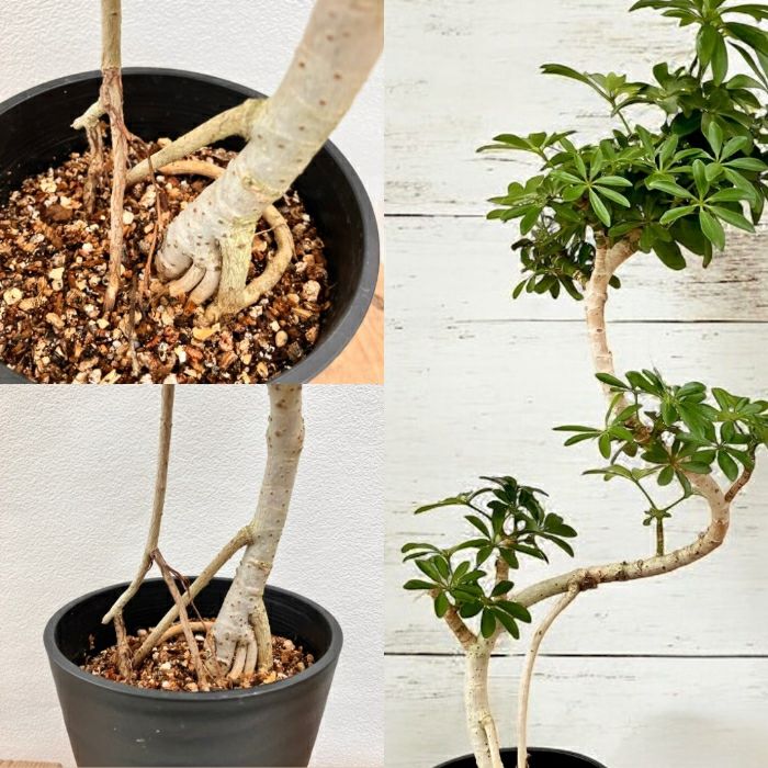 観葉植物現品販売