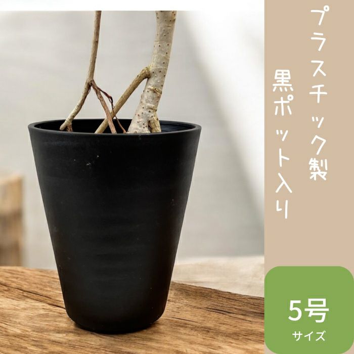 観葉植物現品販売