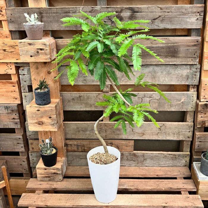 観葉植物現品販売