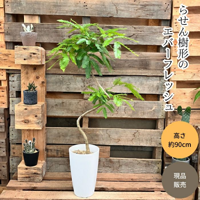 観葉植物現品販売